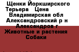 Щенки Йоркширского Терьера › Цена ­ 20 000 - Владимирская обл., Александровский р-н, Александров г. Животные и растения » Собаки   